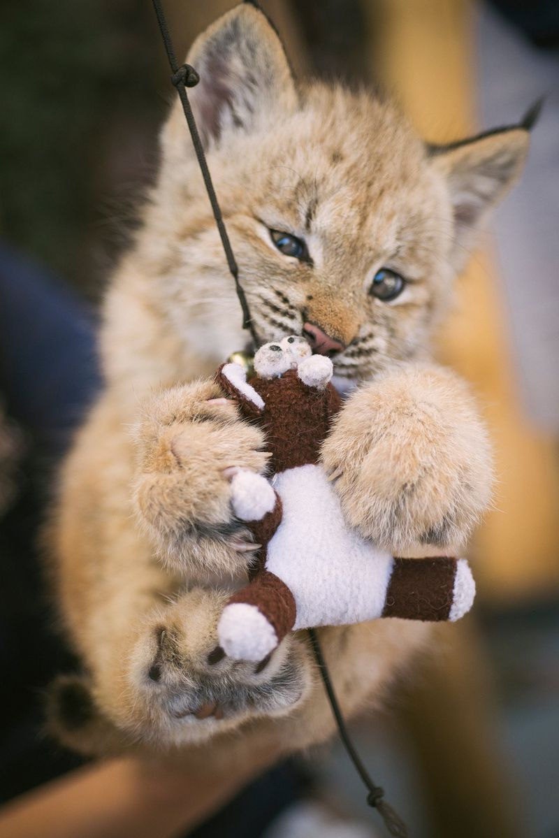 Illustration for article titled ZOMG LITTLE BABY LYNX!